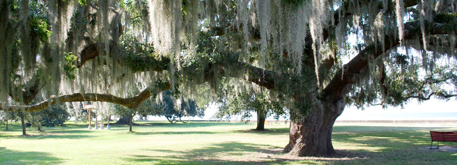 Visitor Information  Live Oaks in Covington, Louisiana