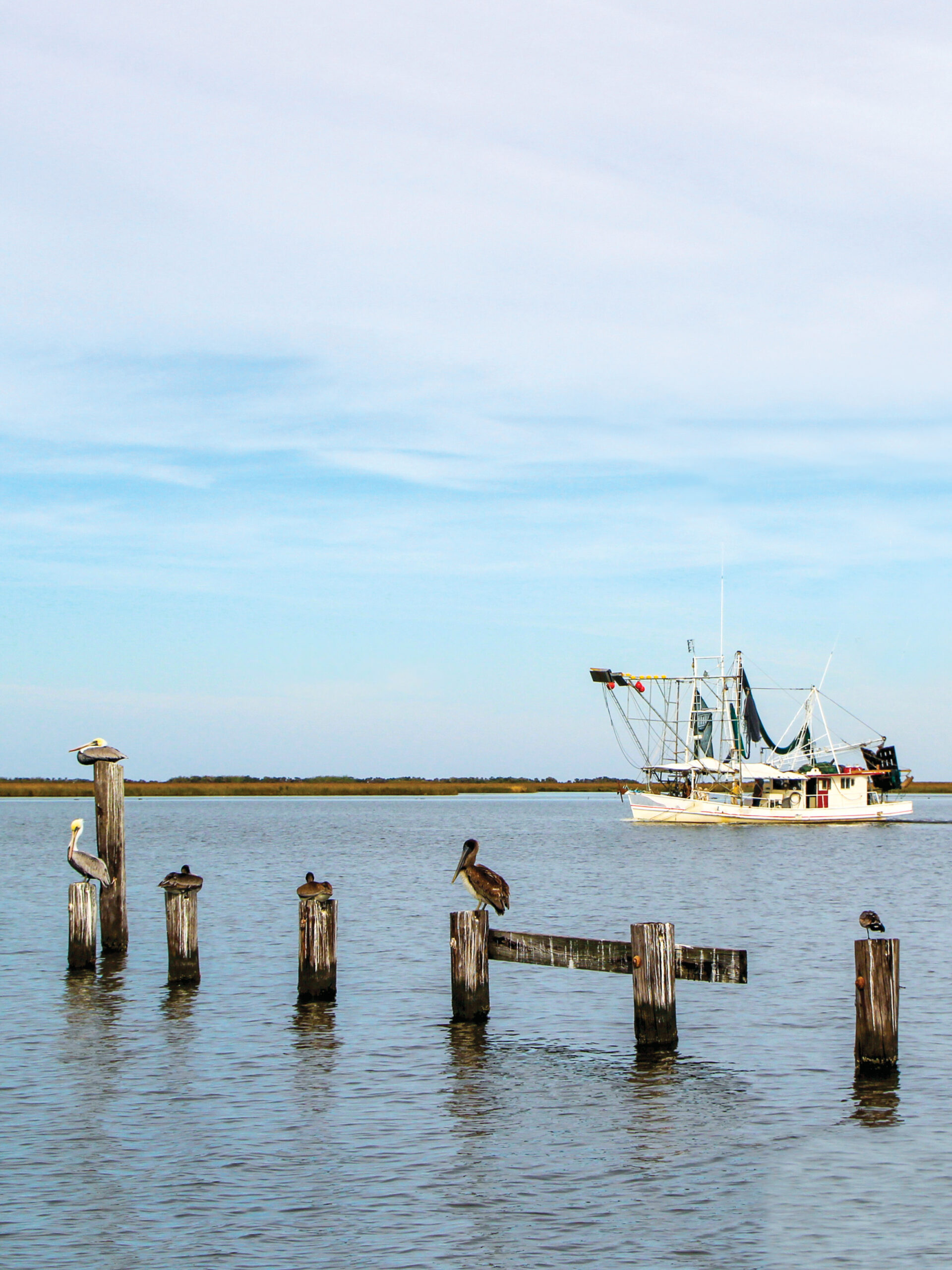 Last Island Wild Louisiana Shrimp - Louisiana Cookin' John Landry, a native of New Iberia, was no stranger to the world of shrimp and seafood. Growing up near the water, he spent his childhood immersed in the rich culture of Louisiana’s fishing industry. After pursuing a degree in agricultural business at Louisiana State University, he embarked on a professional career in construction and 