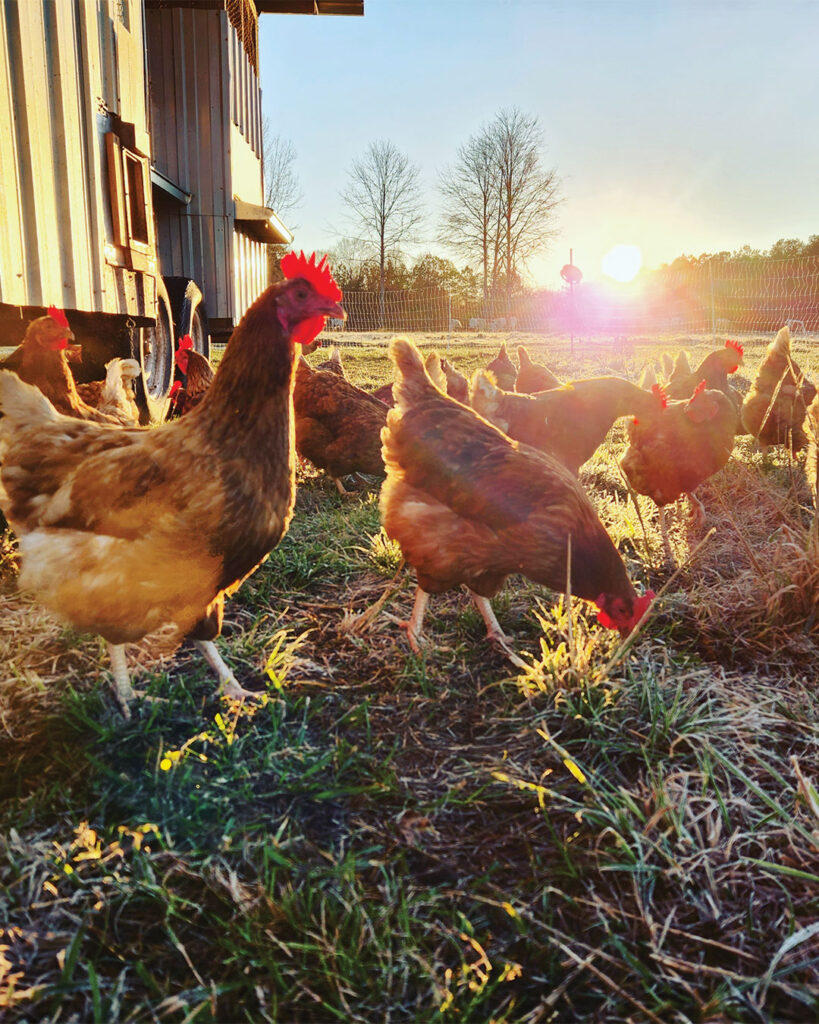 Louisiana’s Farmers’ Markets: A Summer Bounty of Fresh Flavors & Community Connection - Louisiana Cookin' Teeming with the freshest locally grown goods you can get your hands on, farmers’ markets all the way from New Orleans to Shreveport allow you to meet the hardworking growers of your favorite fruits and vegetables, learn more about what you’re buying and its journey from farm to you, and, of course, snag a sack 
