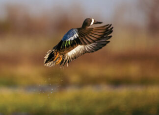 Adventure in Louisiana’s Great Outdoors duck