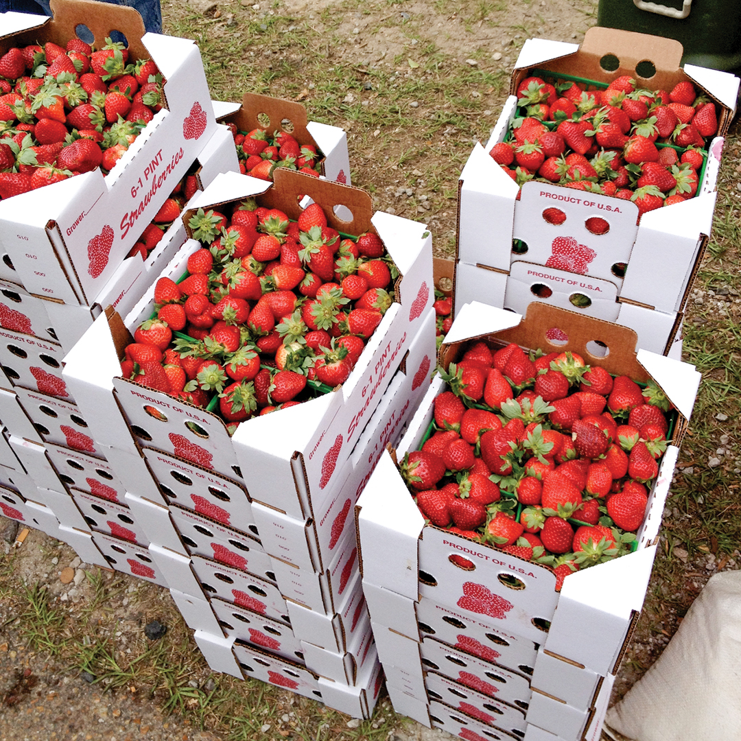 Ponchatoula’s Sweet Legacy Lives On in Its Famous Strawberries - Louisiana Cookin' With their deep red hue and sweet, juicy flavor, Ponchatoula strawberries are one of southeastern Louisiana’s most cherished agricultural items. The little ruby jewels hold a certain magic in this small town that has come to be known as the “Strawberry Capital of the World” and home to the famed Ponchatoula Strawberry Festival. Strawberries were