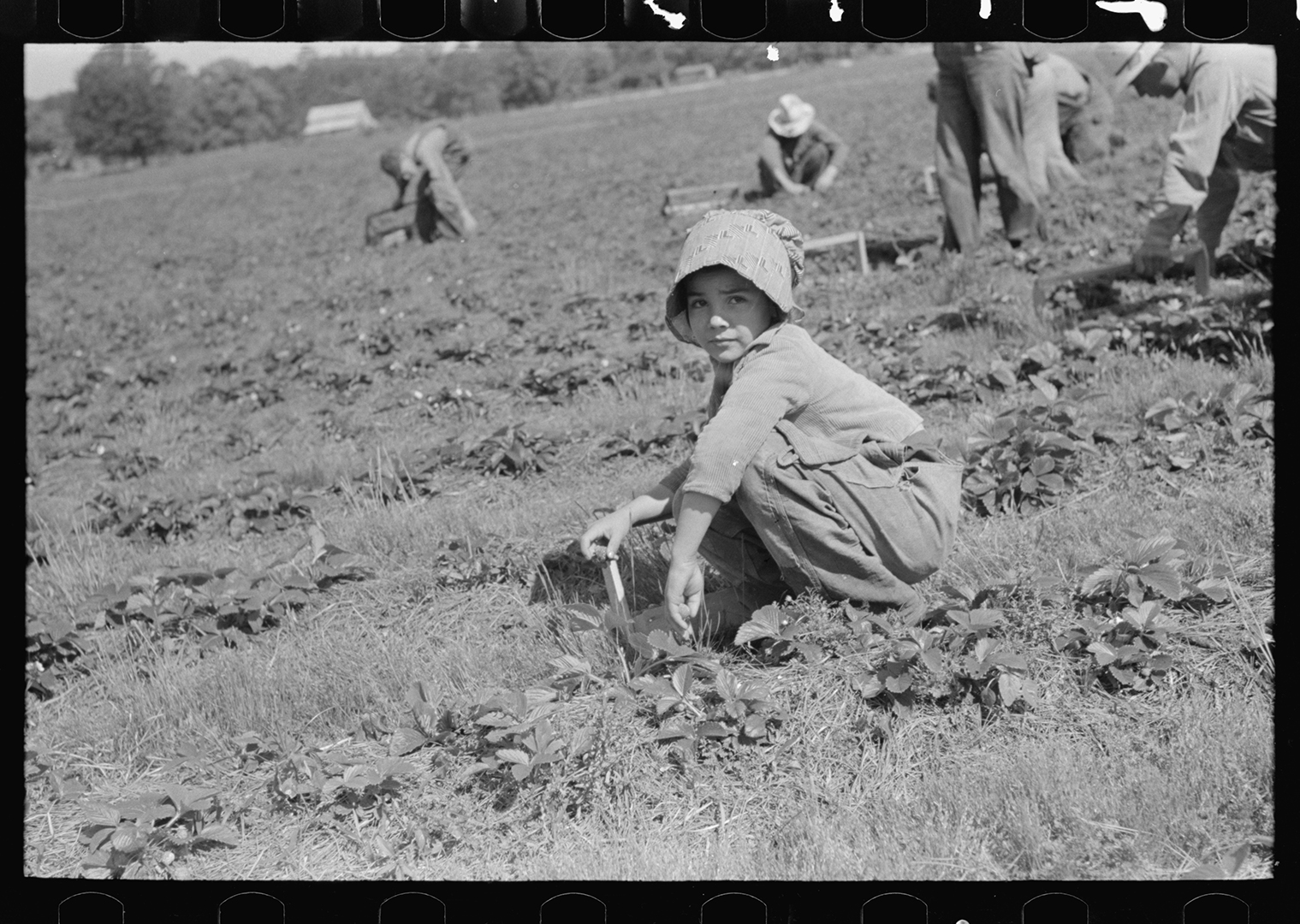 Ponchatoula’s Sweet Legacy Lives On in Its Famous Strawberries - Louisiana Cookin' With their deep red hue and sweet, juicy flavor, Ponchatoula strawberries are one of southeastern Louisiana’s most cherished agricultural items. The little ruby jewels hold a certain magic in this small town that has come to be known as the “Strawberry Capital of the World” and home to the famed Ponchatoula Strawberry Festival. Strawberries were