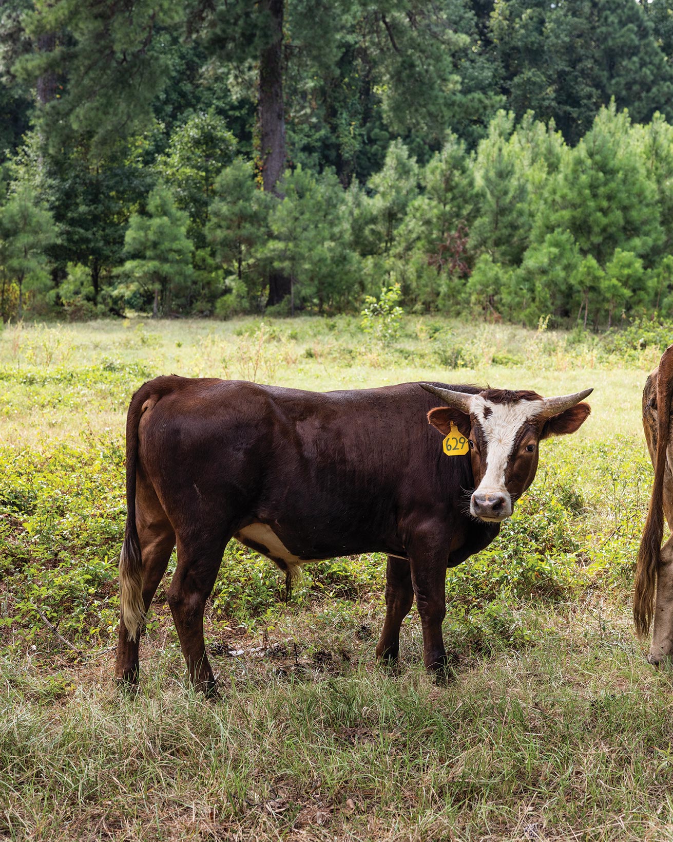 How Mahaffey Farms Is Leading Louisiana’s Regenerative Farming Movement - Louisiana Cookin' Story by Daniel Schumacher, Photography by Kyle Carpenter New Orleans and Lafayette are often the first destinations that come to mind when considering the Louisiana food scene. With their deep roots in Creole and Cajun foodways, it makes sense that they snag many of the culinary headlines, but there is a cadre of chefs and cow
