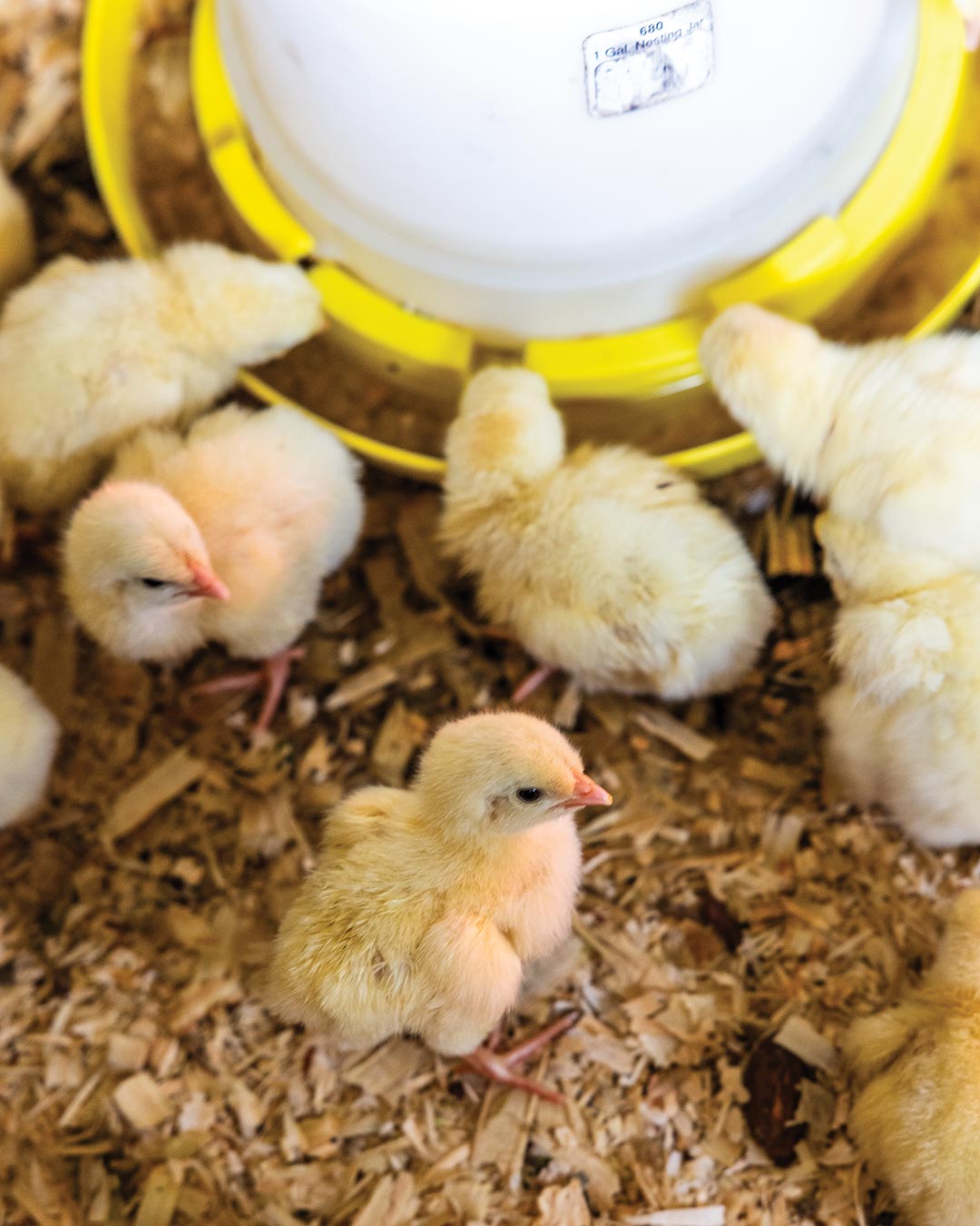 How Mahaffey Farms Is Leading Louisiana’s Regenerative Farming Movement - Louisiana Cookin' Story by Daniel Schumacher, Photography by Kyle Carpenter New Orleans and Lafayette are often the first destinations that come to mind when considering the Louisiana food scene. With their deep roots in Creole and Cajun foodways, it makes sense that they snag many of the culinary headlines, but there is a cadre of chefs and baby chicks