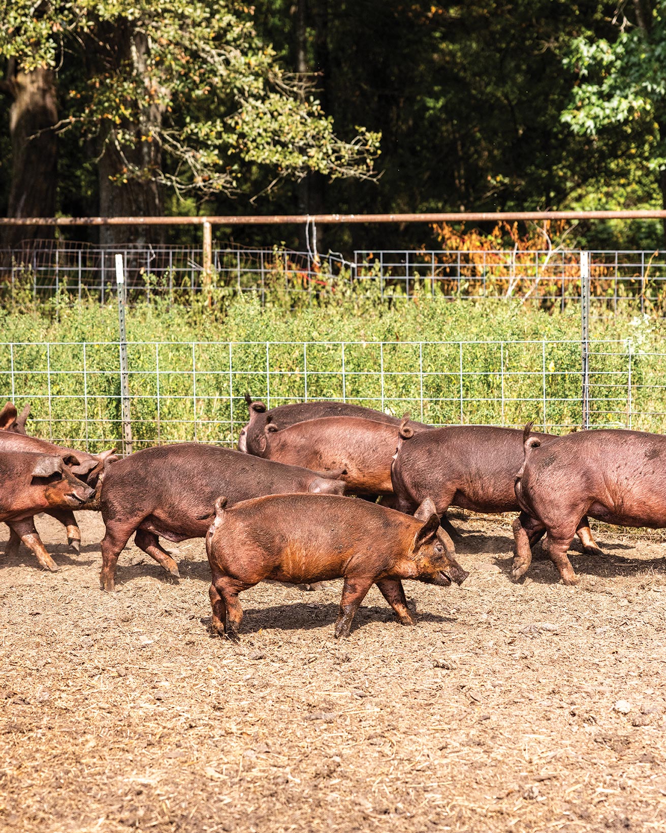 How Mahaffey Farms Is Leading Louisiana’s Regenerative Farming Movement - Louisiana Cookin' Story by Daniel Schumacher, Photography by Kyle Carpenter New Orleans and Lafayette are often the first destinations that come to mind when considering the Louisiana food scene. With their deep roots in Creole and Cajun foodways, it makes sense that they snag many of the culinary headlines, but there is a cadre of chefs and javelins on the farm