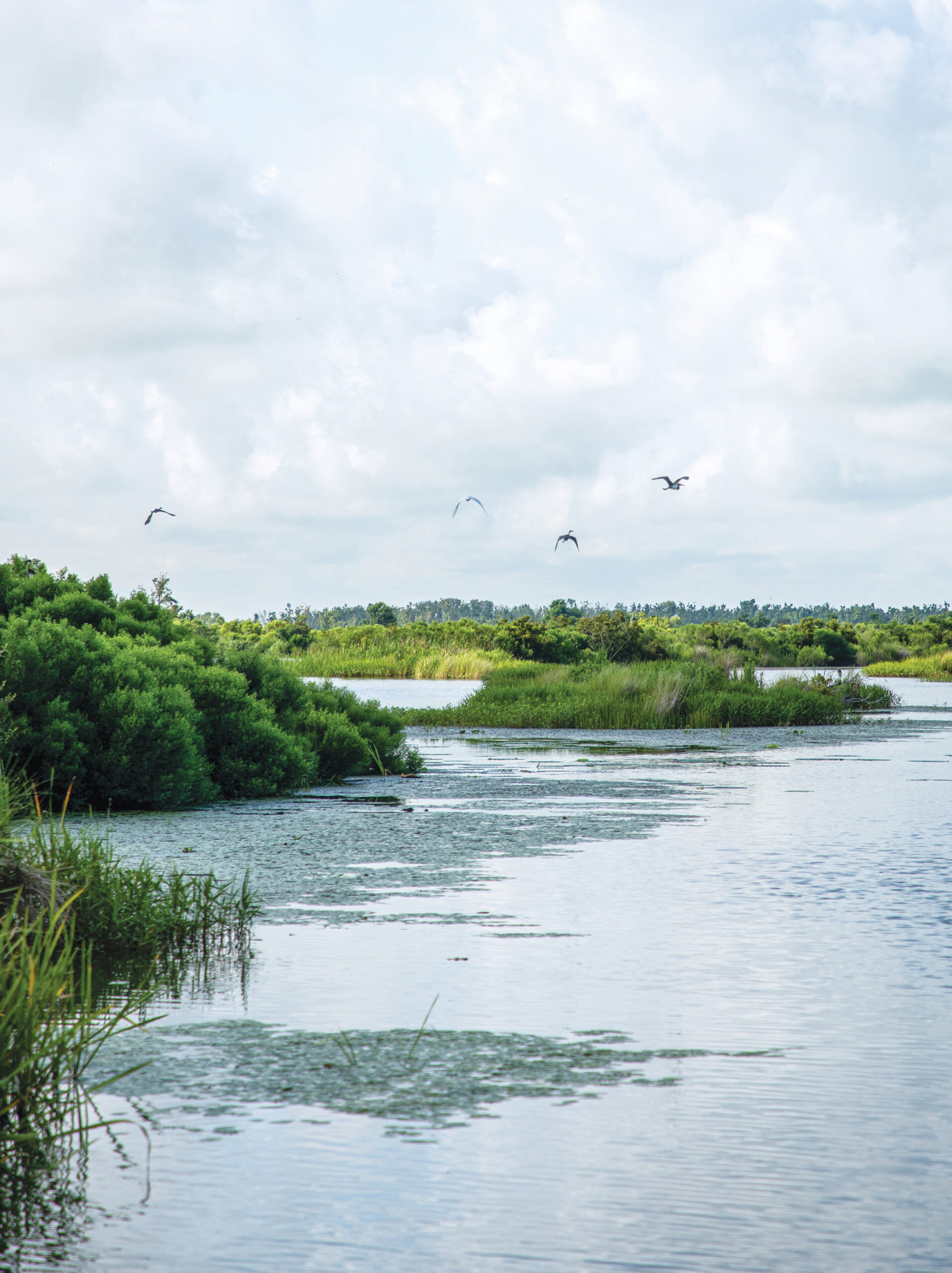 Experience Southwest Louisiana’s Creole Nature Trail: Scenic Byways and Coastal Wonders - Louisiana Cookin' Story by Daniel Schumacher Photos courtesy of Kathryn Shea and Grosse Savanne Before summer settles in in earnest, treat yourself to the trip of a lifetime down southwest Louisiana’s breathtaking Creole Nature Trail. The rambling 180-mile scenic byway weaves its way through wetlands and preserves as it meanders toward the Gulf. Along the way, you’ll bayou