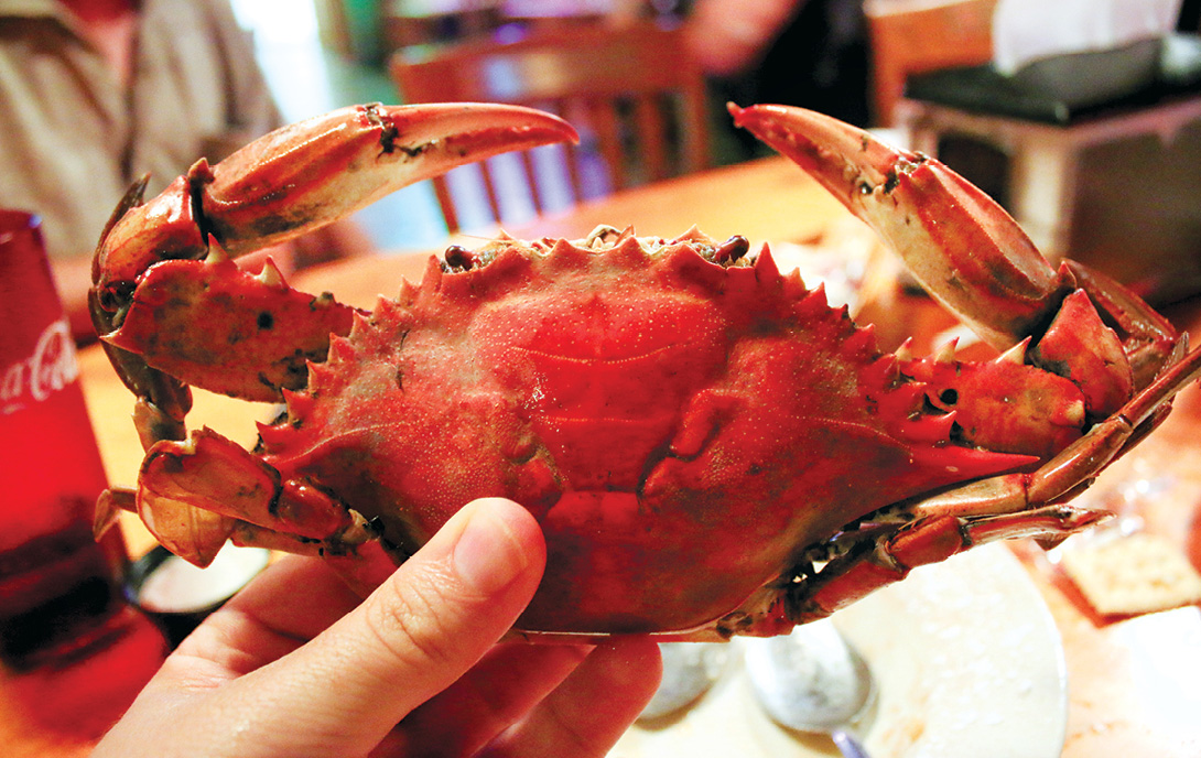 From Shreveport to Breaux Bridge: One Man’s Quest for the Perfect Boudin - Louisiana Cookin' Story and photography by Chris Jay My father, Donny, is a retired pipeline welder from Taylor, Arkansas, who moves and speaks so lethargically that his friends have dubbed him “Turtle.” In his retirement years, Turtle has developed an all-consuming interest in sausage-making, a topic that he will discuss in depth and at length with little a blue crab from Crawfish Town USA.