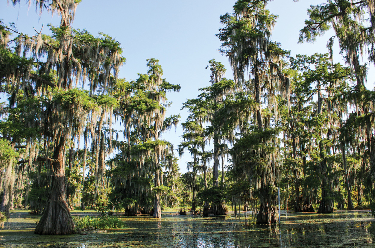 From Shreveport to Breaux Bridge: One Man’s Quest for the Perfect Boudin - Louisiana Cookin' Story and photography by Chris Jay My father, Donny, is a retired pipeline welder from Taylor, Arkansas, who moves and speaks so lethargically that his friends have dubbed him “Turtle.” In his retirement years, Turtle has developed an all-consuming interest in sausage-making, a topic that he will discuss in depth and at length with little Packing the cooler with bricks of boudin.