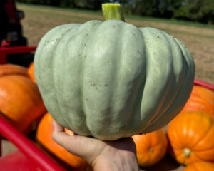 Chef Chat: Bootlegger Botanicals - Louisiana Cookin' Two Louisianans on a mission to turn Bootlegger Botanicals into an heirloom farm powerhouse. 