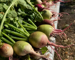 Chef Chat: Bootlegger Botanicals - Louisiana Cookin' Two Louisianans on a mission to turn Bootlegger Botanicals into an heirloom farm powerhouse. 