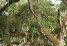 Worth the Drive: Small Towns with Big Charm Large Southern-style house with wraparound porch framed by sprawling live oaks draped in Spanish moss.